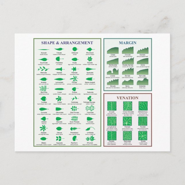 Leaf Morphology Chart Margin Shape Venation  Postcard (Front)