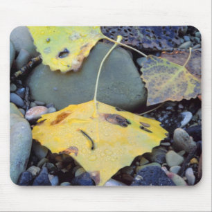 Leaf of Fremont cottonwood on flood plain Mouse Mat