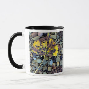 Leaf of Fremont cottonwood on flood plain Mug