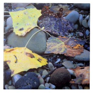 Leaf of Fremont cottonwood on flood plain Tile
