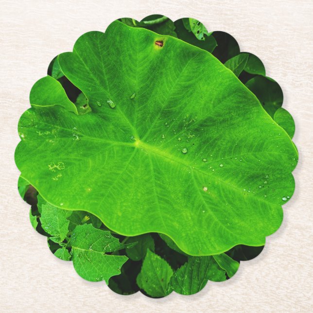 Leaf paper plate  paper coaster (Front)