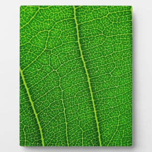 Leaf Plaque