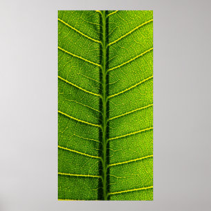 leaf poster