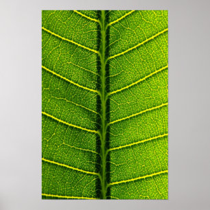 leaf poster