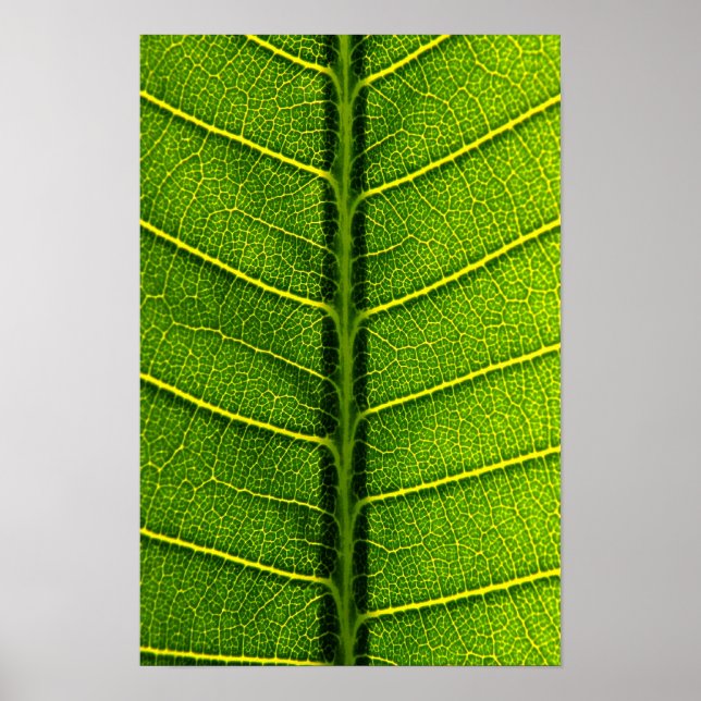 leaf poster (Front)