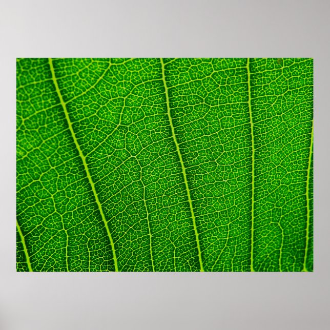 Leaf Poster (Front)