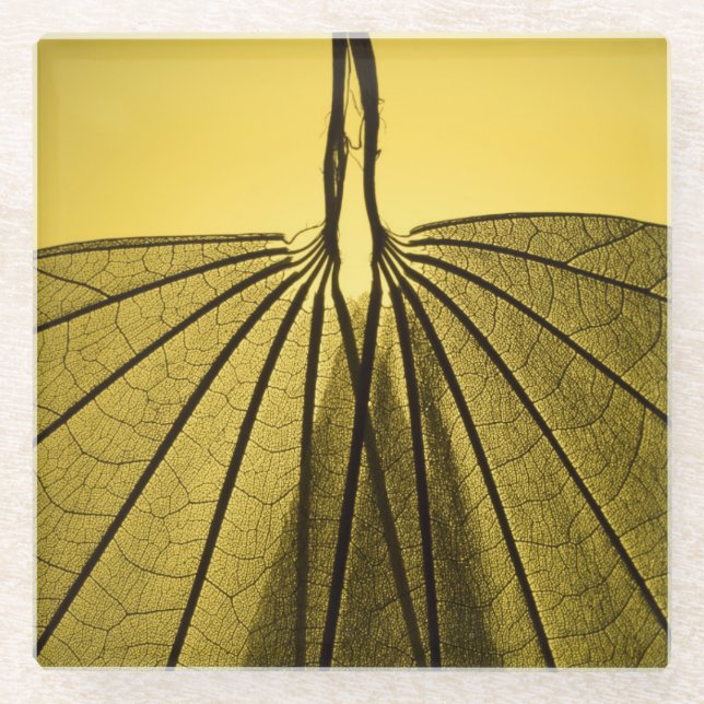Leaf Skeleton Glass Coaster (Front)