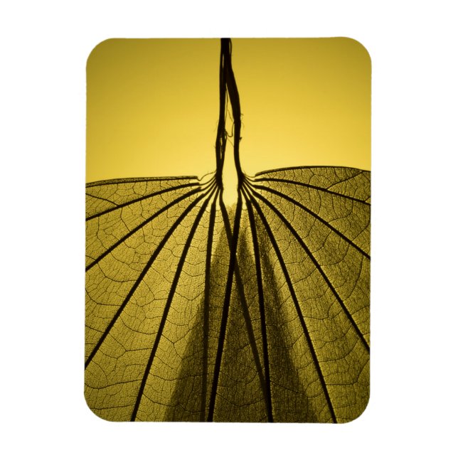 Leaf Skeleton Magnet (Vertical)