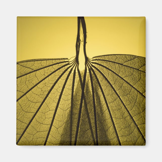 Leaf Skeleton Magnet (Front)