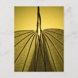 Leaf Skeleton Postcard