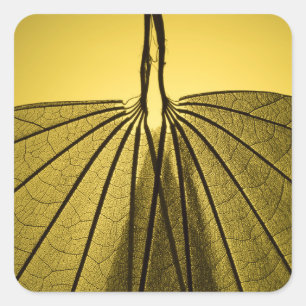 Leaf Skeleton Square Sticker