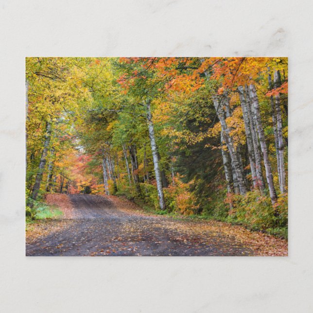 Leaf Strewn Gravel Road With Autumn Colour Postcard (Front)