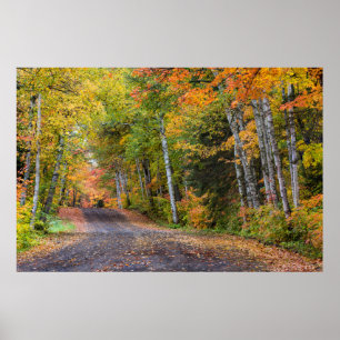 Leaf Strewn Gravel Road With Autumn Colour Poster