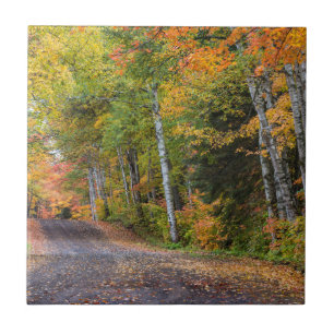 Leaf Strewn Gravel Road With Autumn Colour Tile