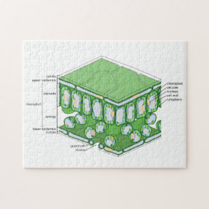 Leaf Tissue Structure Plant Cell Diagram Chart Jigsaw Puzzle