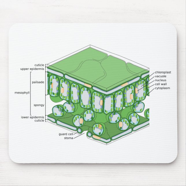 Leaf Tissue Structure Plant Cell Diagram Chart  Mouse Mat (Front)