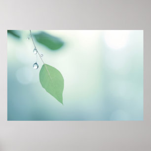 Leaf Water Drop Nature Serene Tranquil Poster