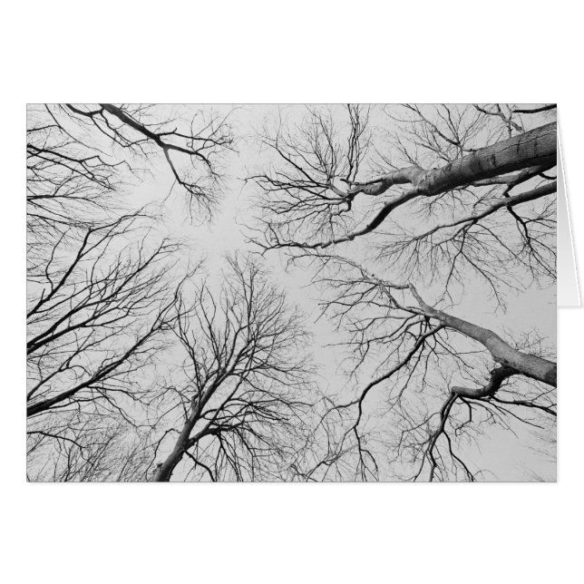 Leafless Trees in Thiepval Wood (Front Horizontal)