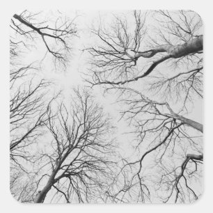 Leafless Trees in Thiepval Wood Square Sticker