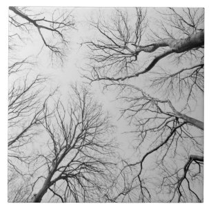 Leafless Trees in Thiepval Wood Tile