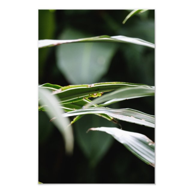 Leafy Crossings Photo Print (Front)