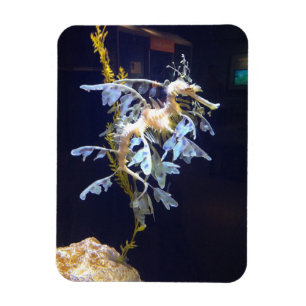 Leafy Dragon Magnet