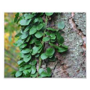 Leafy Green Vine Growing On Tree Trunk 8x10 Photo Print