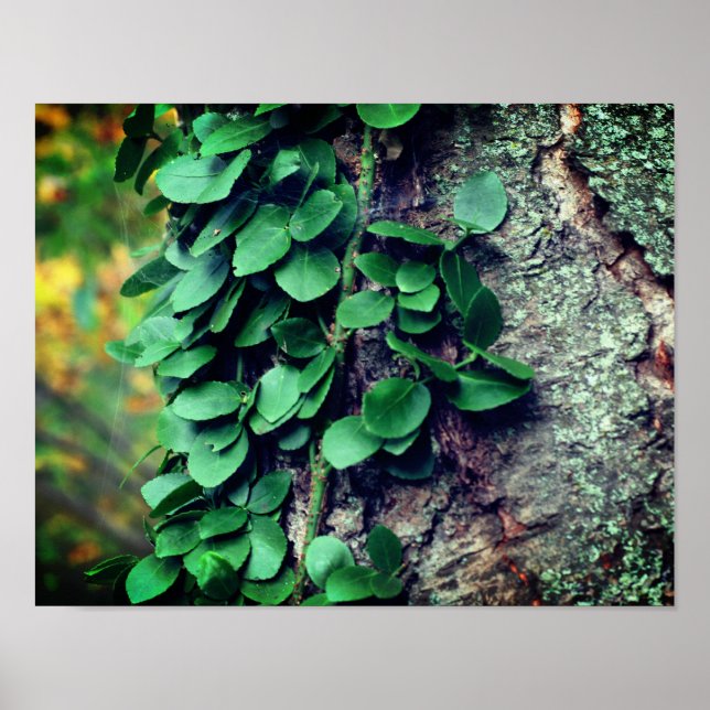 Leafy Green Vine Growing On Tree Trunk Poster (Front)