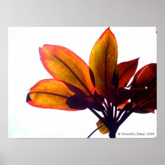 Leafy Plant Poster