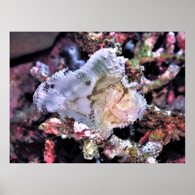 Leafy Scorpionfish Poster (Front)