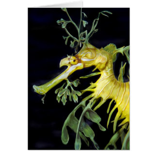 Leafy Sea Dragon
