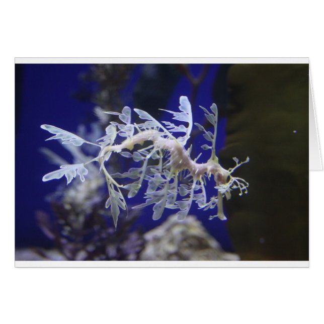 Leafy Sea Dragon (Front Horizontal)