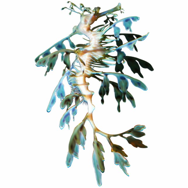 Leafy Sea Dragon Cutout Magnet/Sculpture Photo Sculpture Magnet (Front)