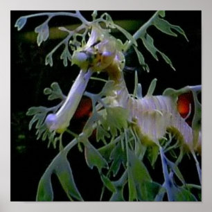 Leafy Sea Dragon Poster