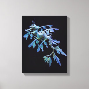 Leafy Sea Dragon Wrapped Canvas Print
