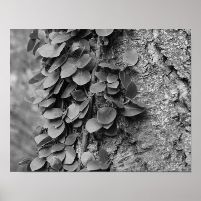 Leafy Vine On Tree Black And White  Poster (Front)