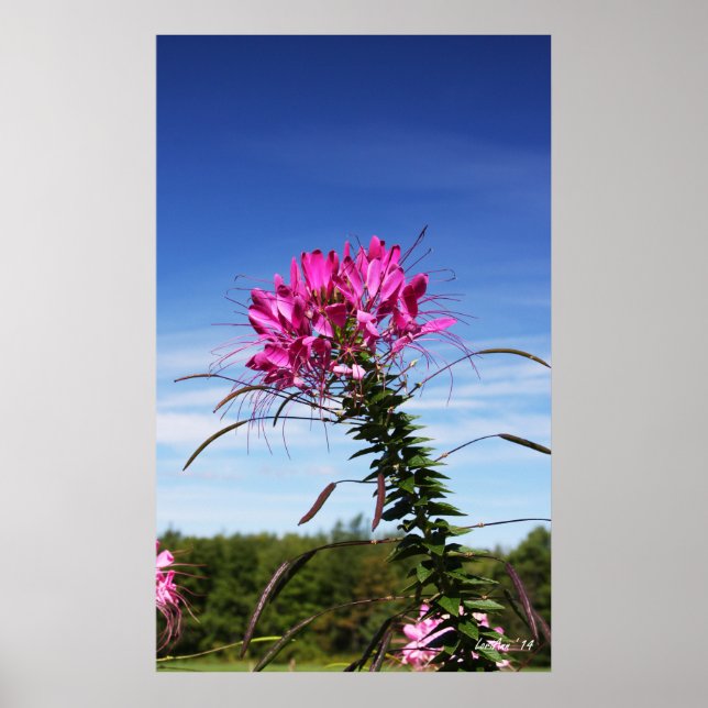 Leaning Cleome Poster (Front)