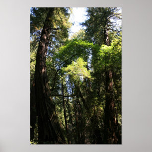 "Leaning Giants", Muir Woods Poster