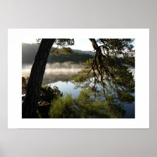 Leaning Pine at Derwentwater: the Lake District Poster
