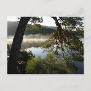 Leaning Pine at Derwenwater Postcard