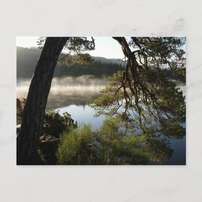 Leaning Pine at Derwenwater Postcard (Front)