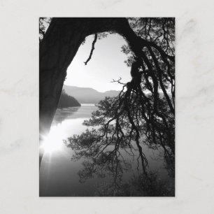 Leaning Pine: Friar's Crag, Derwentwater Postcard