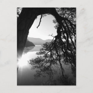 Leaning Pine: Friar's Crag, Derwentwater Postcard