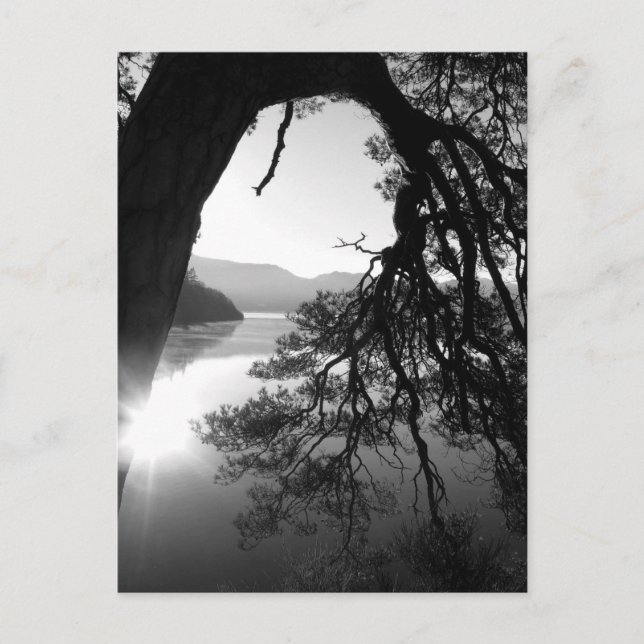 Leaning Pine: Friar's Crag, Derwentwater Postcard (Front)