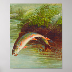 Leaping Brook Trout fish vintage illustrated Poster