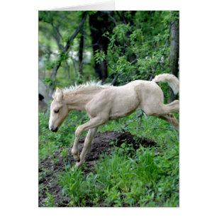 Leaping Colt