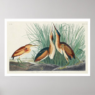 Least Bittern by Audubon Poster