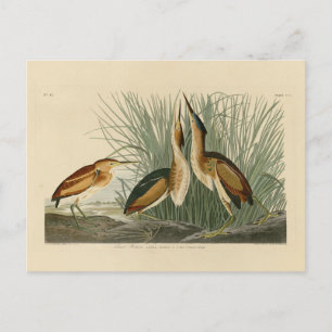 Least Bittern from Audubon's Birds of America Postcard