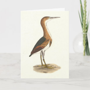 Least Bittern (Ixobrychus exilis) New York Birds Card
