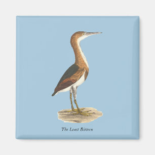 Least Bittern (Ixobrychus exilis) New York Birds Magnet